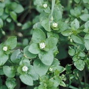 Chickweed