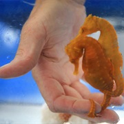 Ocean Rider Seahorse Farm, Hawaii