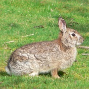 Brush Rabbit