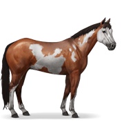 Paint Horse - Cherry Bay Overo