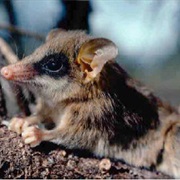 Guahiba  Gracile Opossum