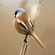 Bearded Reedling