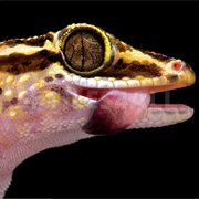 Mount Francais Leaf-Toed Gecko