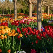 Thanksgiving Point Tulip Festival