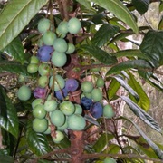 Queensland Davidson's Plum (Davidsonia Pruriens)