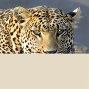 Bloemfontein Zoo, South Africa