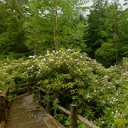 Rhododendron State Park, New Hampshire