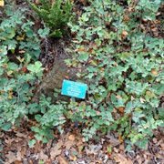 Shining Netvein Barberry (Berberis Dictyota)