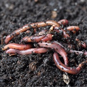 Food for Worms