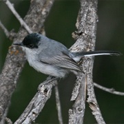 Black-Capped Gnatcatcher