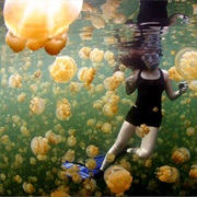 Jellyfish Lake