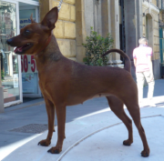 Miniature Pinscher