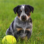 Australian Cattle Dog