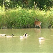 Big Ridge State Park, Tennessee