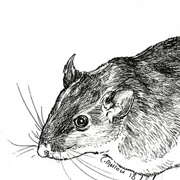 Angel Island Mouse (Possibly Extinct)