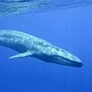 Blue Whale