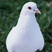 Pigeon