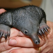 Echidna