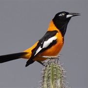 Venezuelan Troupial (Venezuela)