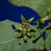 Solanum Cajanumense