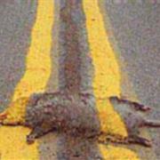 Road Kill