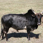 Zebu