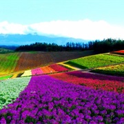 Shikisai No Oka, Japan
