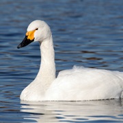Tundra Swan (Russia)