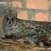 Small Indian Civet