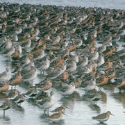 The Wash and the North Norfolk Coast