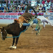 Get Bucked off a Horse