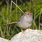 Rufous-Crowned Sparrow