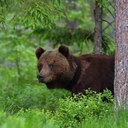 Alutaguse National Park (Inc Muraka NR), Estonia