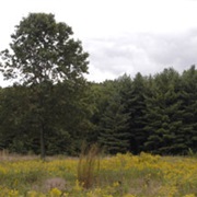 Maumee State Forest, Ohio