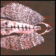 Cerberus Shoal - Homb