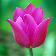 Tulip