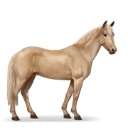 Australian Pony - Palomino