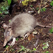 Hairy Long-Nosed Armadillo