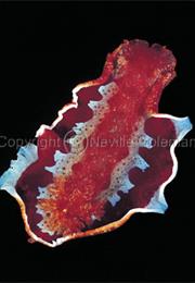Spanish Dancer Sea Slug