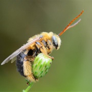 Long Horned Bee