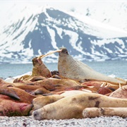 Forlandet National Park