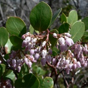 Greenleaf Manzanita (Arctostaphylos Patula)