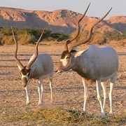 Hai-Bar Yotvata Nature Reserve, Israel