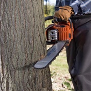 Cut Down a Tree With a Chainsaw