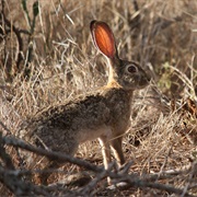 African Savanna Hare