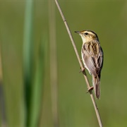 Aquatic Warbler