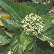 Grand Devil's-Claws (Pisonia Grandis)