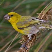 Laysan Finch