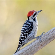 Ladder-Backed Woodpecker