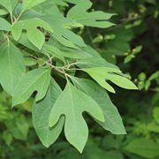Sassafras (Sassafras Albidum)